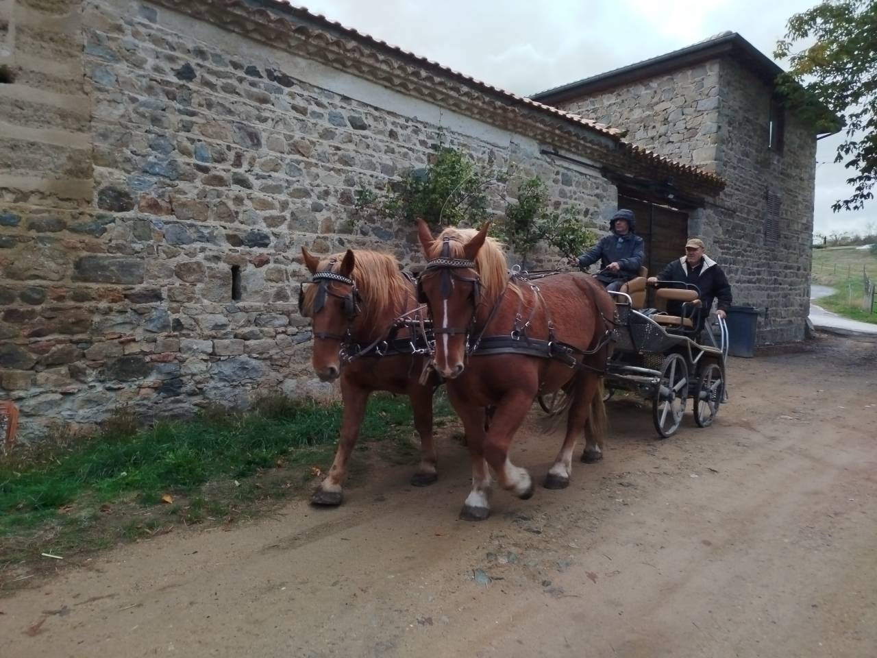 Yegua Tiro En venta 2023 Alaz&aacute;n