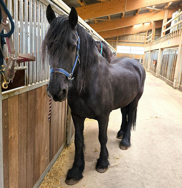 Caballo castrado Fris&oacute;n En venta 2011 Negro