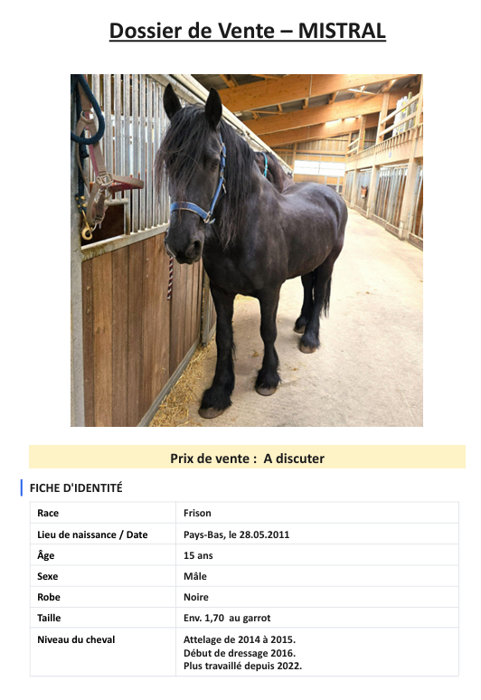 Caballo castrado Fris&oacute;n En venta 2011 Negro