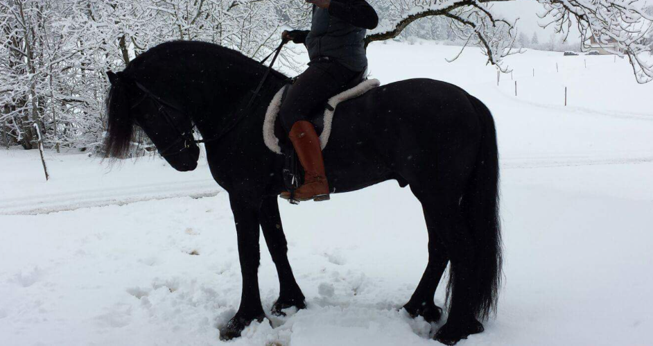 Caballo castrado Fris&oacute;n En venta 2011 Negro