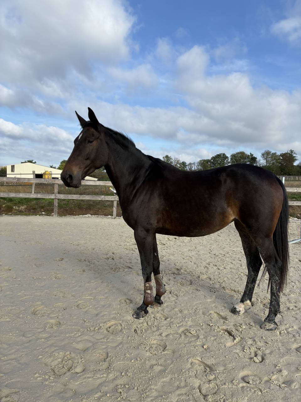 Yegua Origine Constat&eacute;e En venta 2021 Bayo por OTELLO DES SABLES