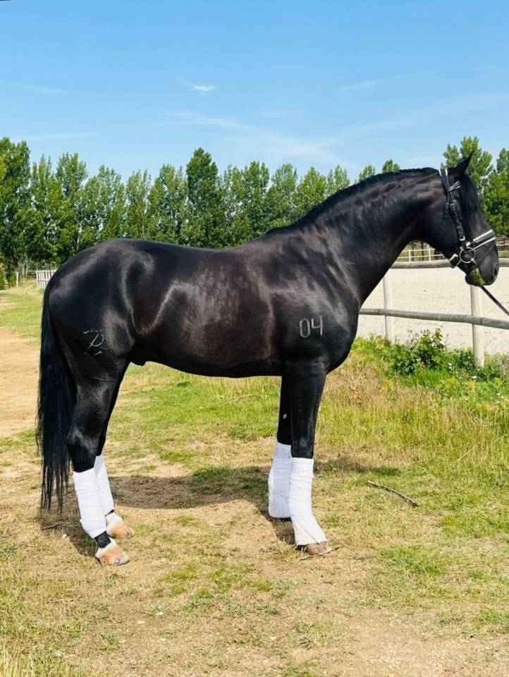 Venta Caballo Semental  Lusitano 