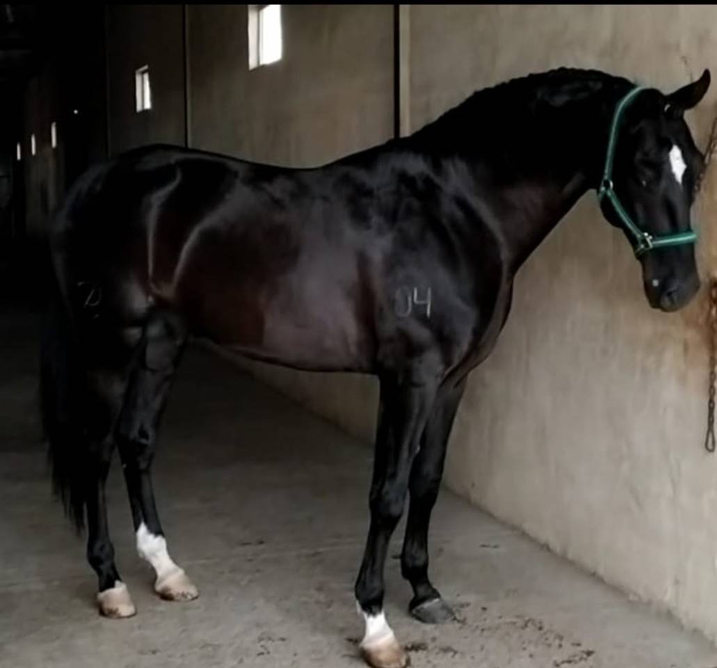 Venta Caballo Semental  Lusitano 