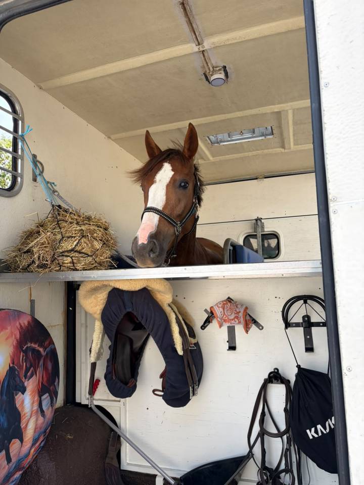 Caballo castrado PFS Poni Fran&ccedil;&eacute;s de Silla Pr&eacute;stamo 2022 Alaz&aacute;n por OPPLALA ST HYMER