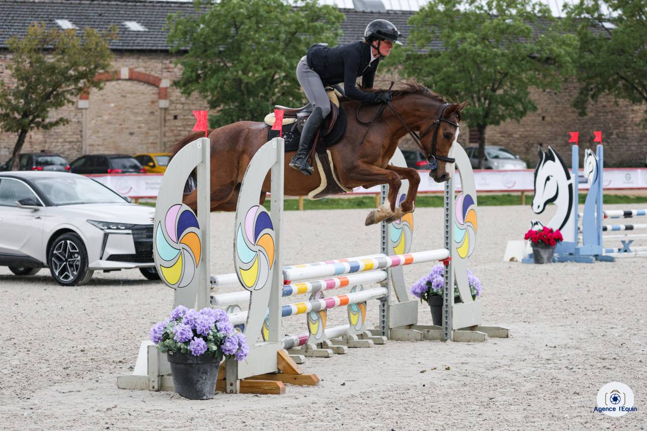 Caballo castrado PFS Poni Fran&ccedil;&eacute;s de Silla Pr&eacute;stamo 2022 Alaz&aacute;n por OPPLALA ST HYMER