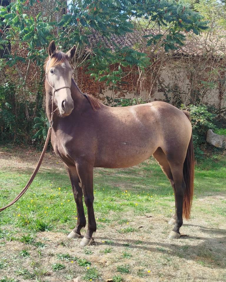 Yegua Connemara En venta 2022 Negro por GAHO DE LIAF
