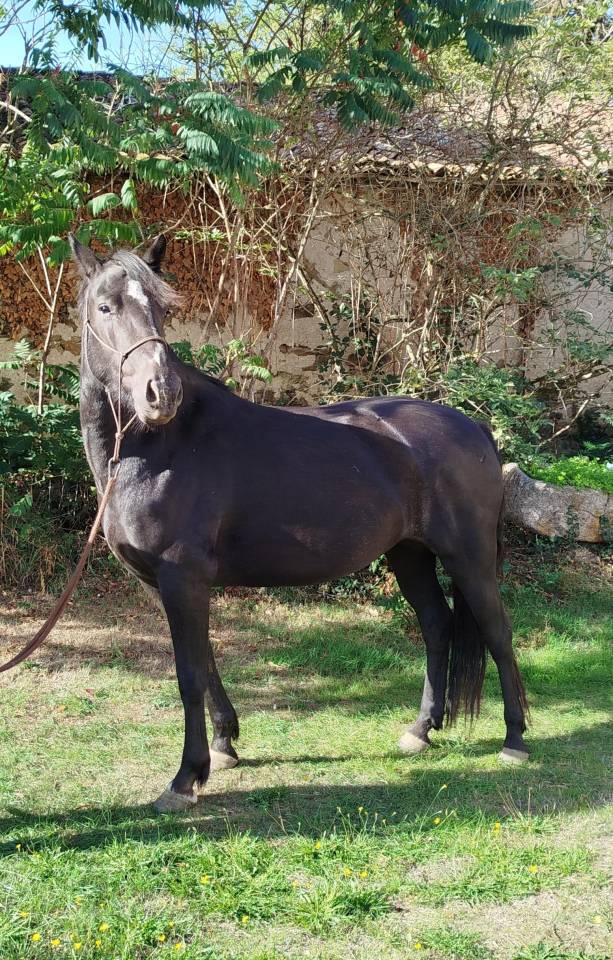 Yegua Connemara En venta 2022 Negro por GAHO DE LIAF