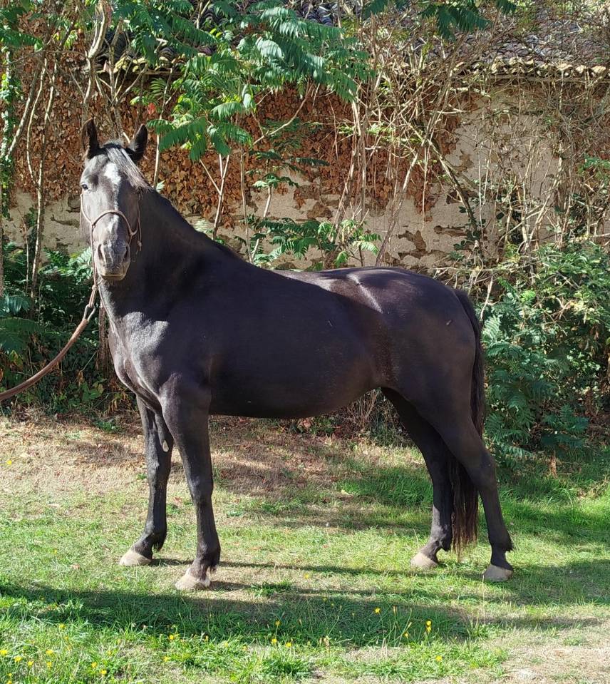 Yegua Connemara En venta 2022 Negro por GAHO DE LIAF