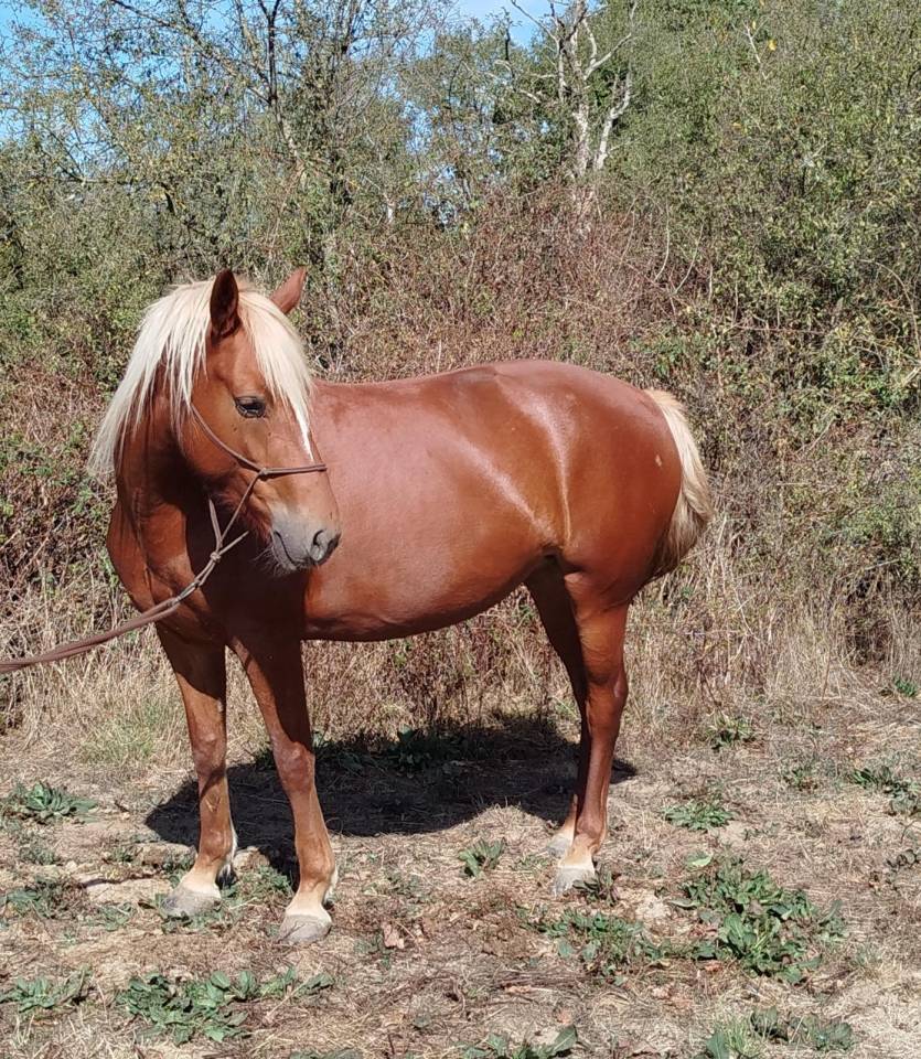 Yegua Connemara En venta 2022 Negro por GAHO DE LIAF