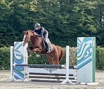 Caballo castrado BWP Caballo de Sangre Belga En venta 2019 Alaz&aacute;n