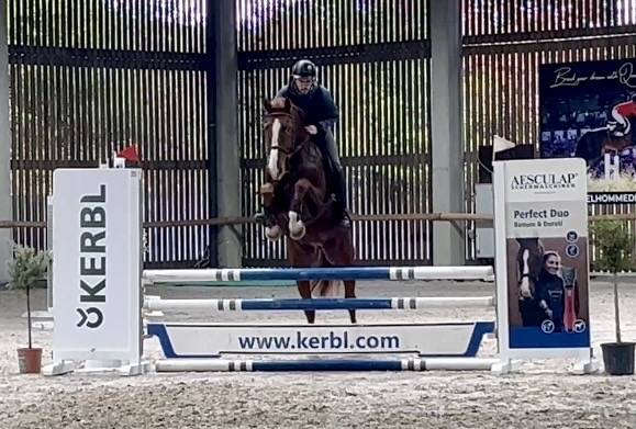 Caballo castrado BWP Caballo de Sangre Belga En venta 2019 Alaz&aacute;n