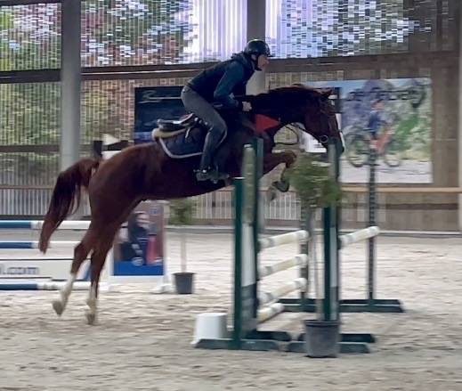 Caballo castrado BWP Caballo de Sangre Belga En venta 2019 Alaz&aacute;n