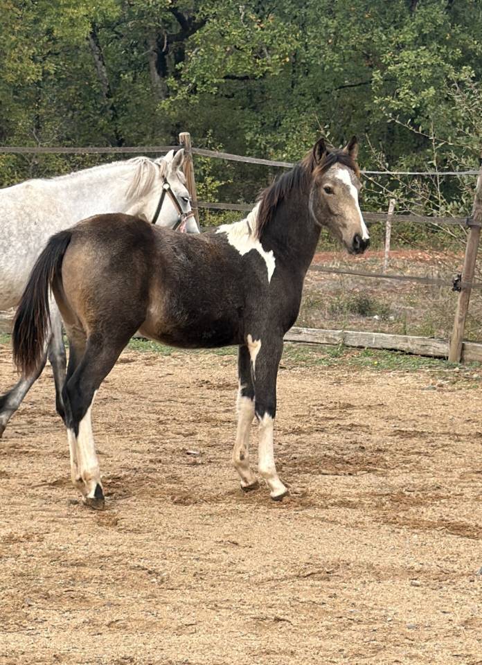 Yegua PFS Poni Fran&ccedil;&eacute;s de Silla En venta 2026 P&iacute;o
