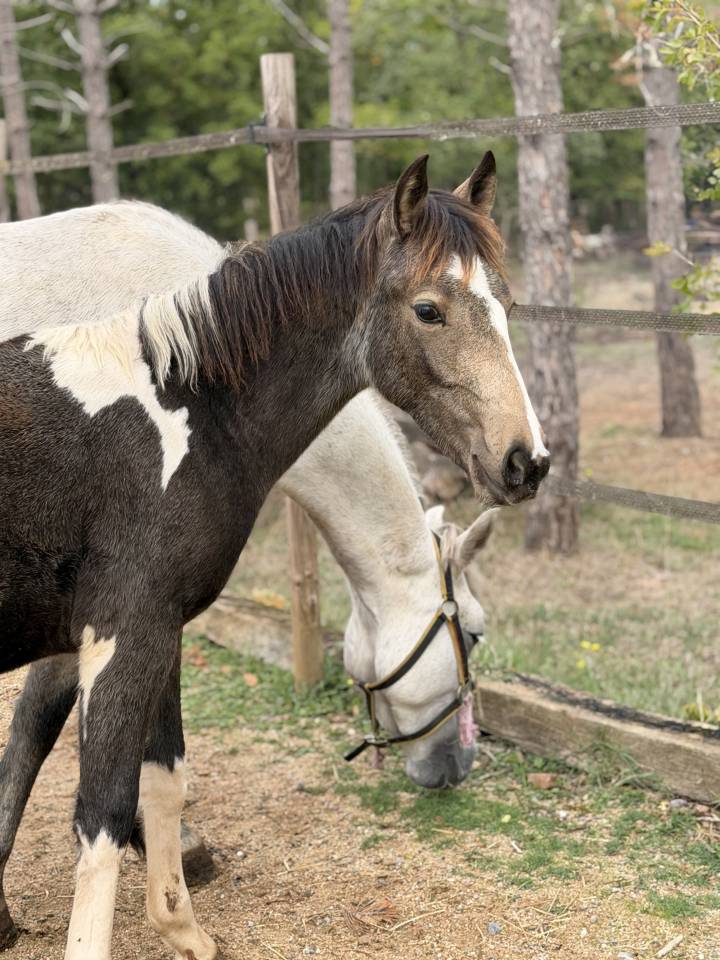 Yegua PFS Poni Fran&ccedil;&eacute;s de Silla En venta 2026 P&iacute;o