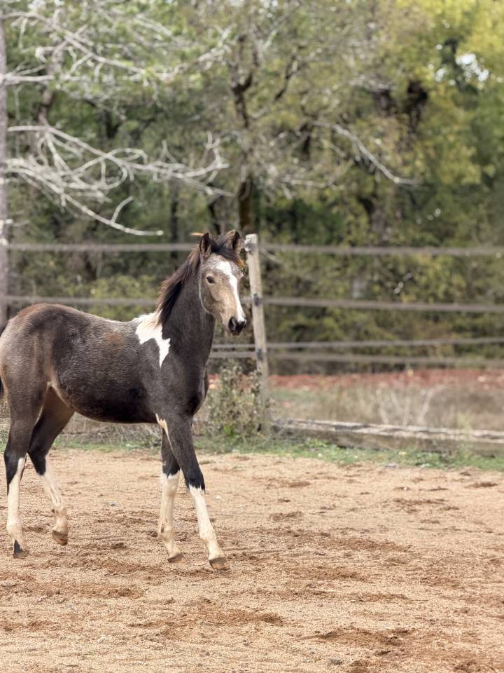 Yegua PFS Poni Fran&ccedil;&eacute;s de Silla En venta 2026 P&iacute;o
