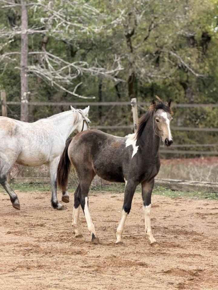 Yegua PFS Poni Fran&ccedil;&eacute;s de Silla En venta 2026 P&iacute;o