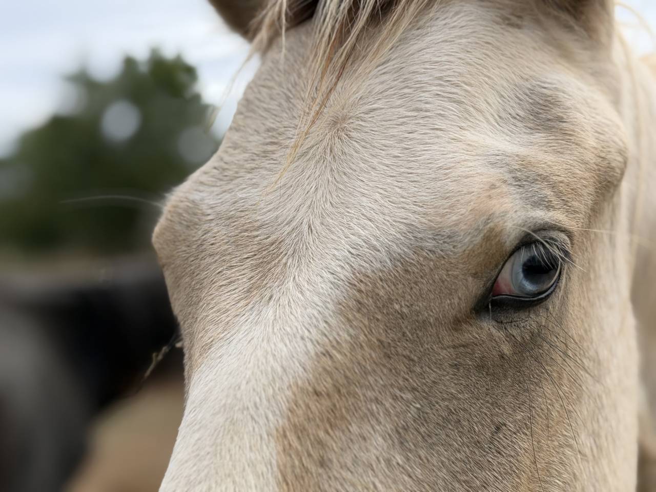 Caballo entero PFS Poni Fran&ccedil;&eacute;s de Silla En venta 2025 P&iacute;o
