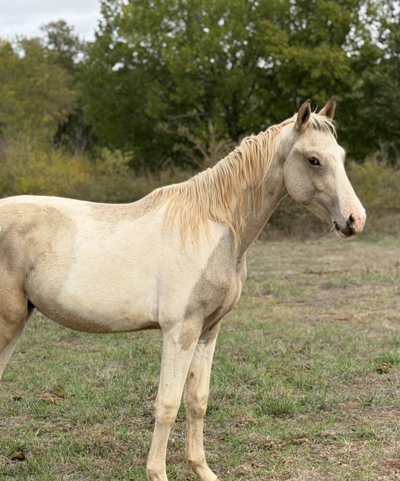 Caballo entero PFS Poni Fran&ccedil;&eacute;s de Silla En venta 2025 P&iacute;o