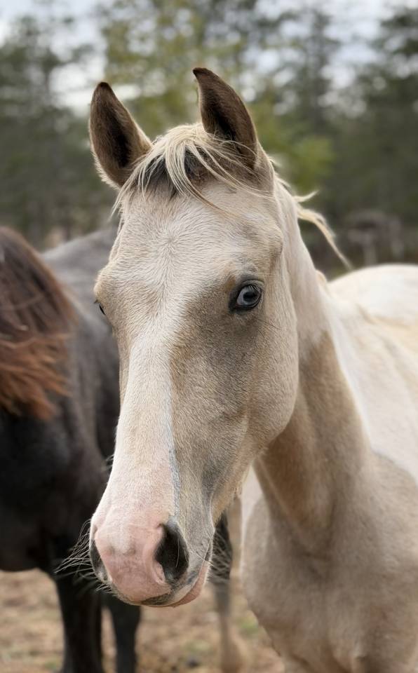 Caballo entero PFS Poni Fran&ccedil;&eacute;s de Silla En venta 2025 P&iacute;o
