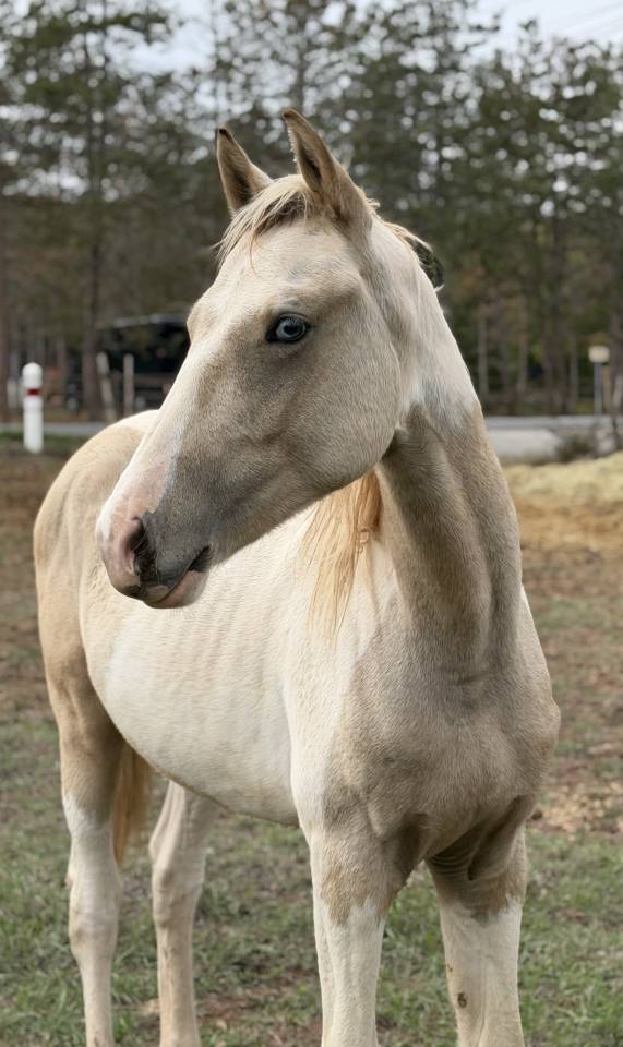 Caballo entero PFS Poni Fran&ccedil;&eacute;s de Silla En venta 2025 P&iacute;o