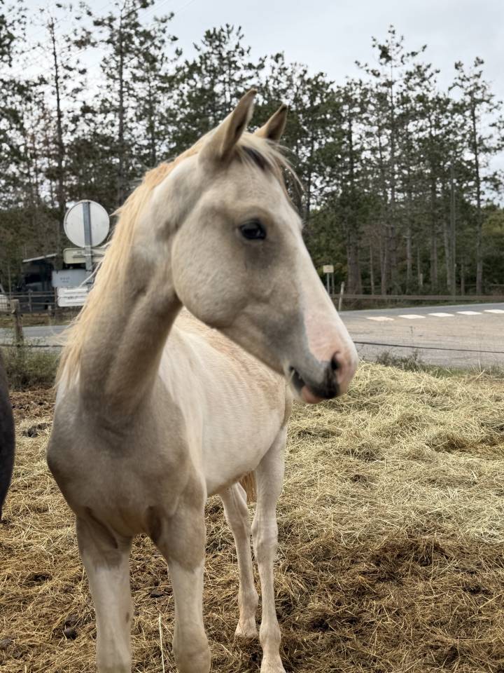 Caballo entero PFS Poni Fran&ccedil;&eacute;s de Silla En venta 2025 P&iacute;o
