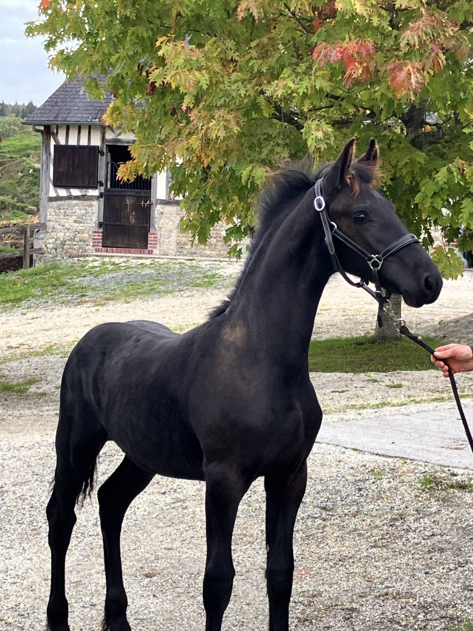 Potro Fris&oacute;n En venta 2026 Negro por Menso 542