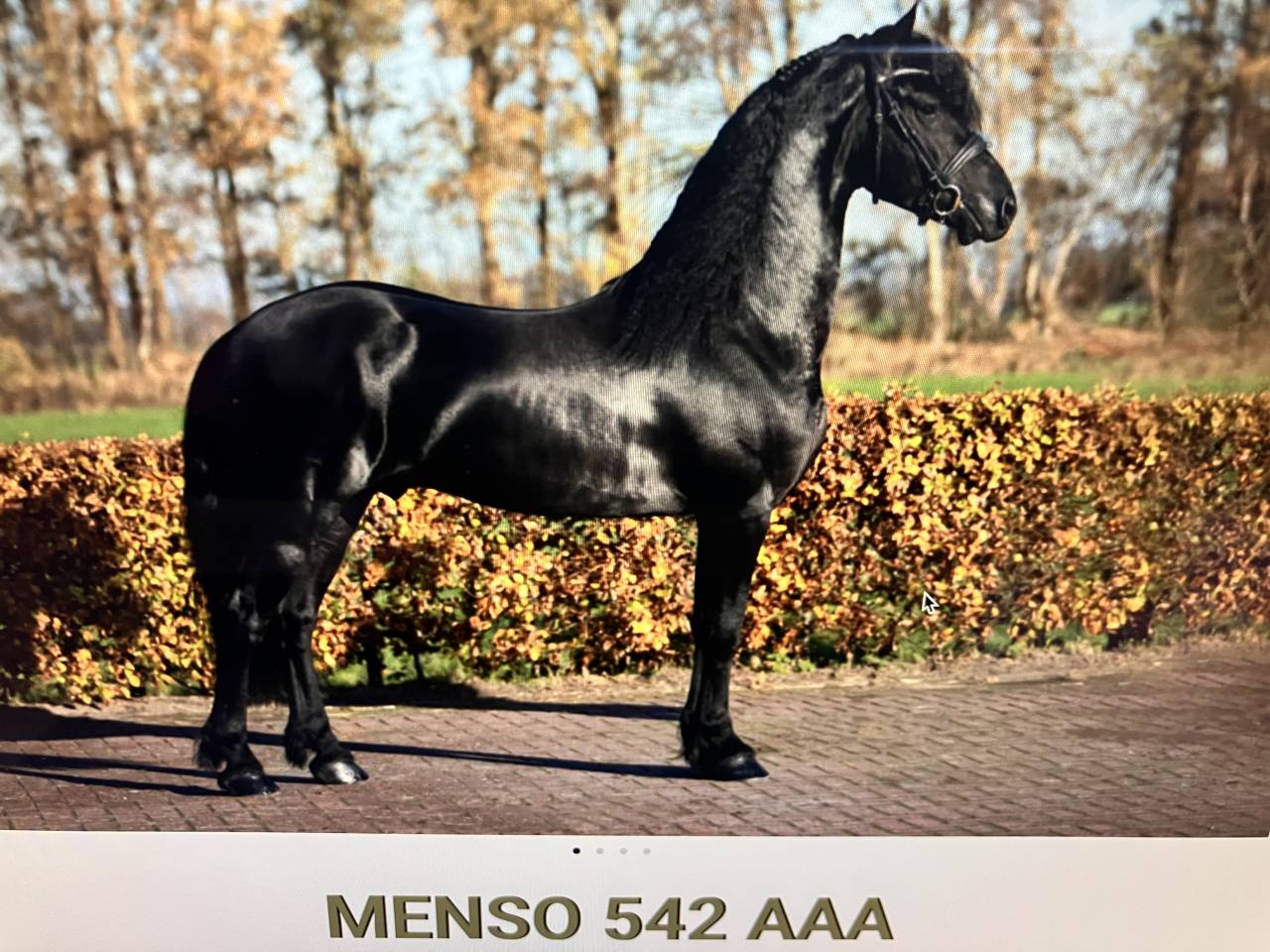 Potro Fris&oacute;n En venta 2026 Negro por Menso 542
