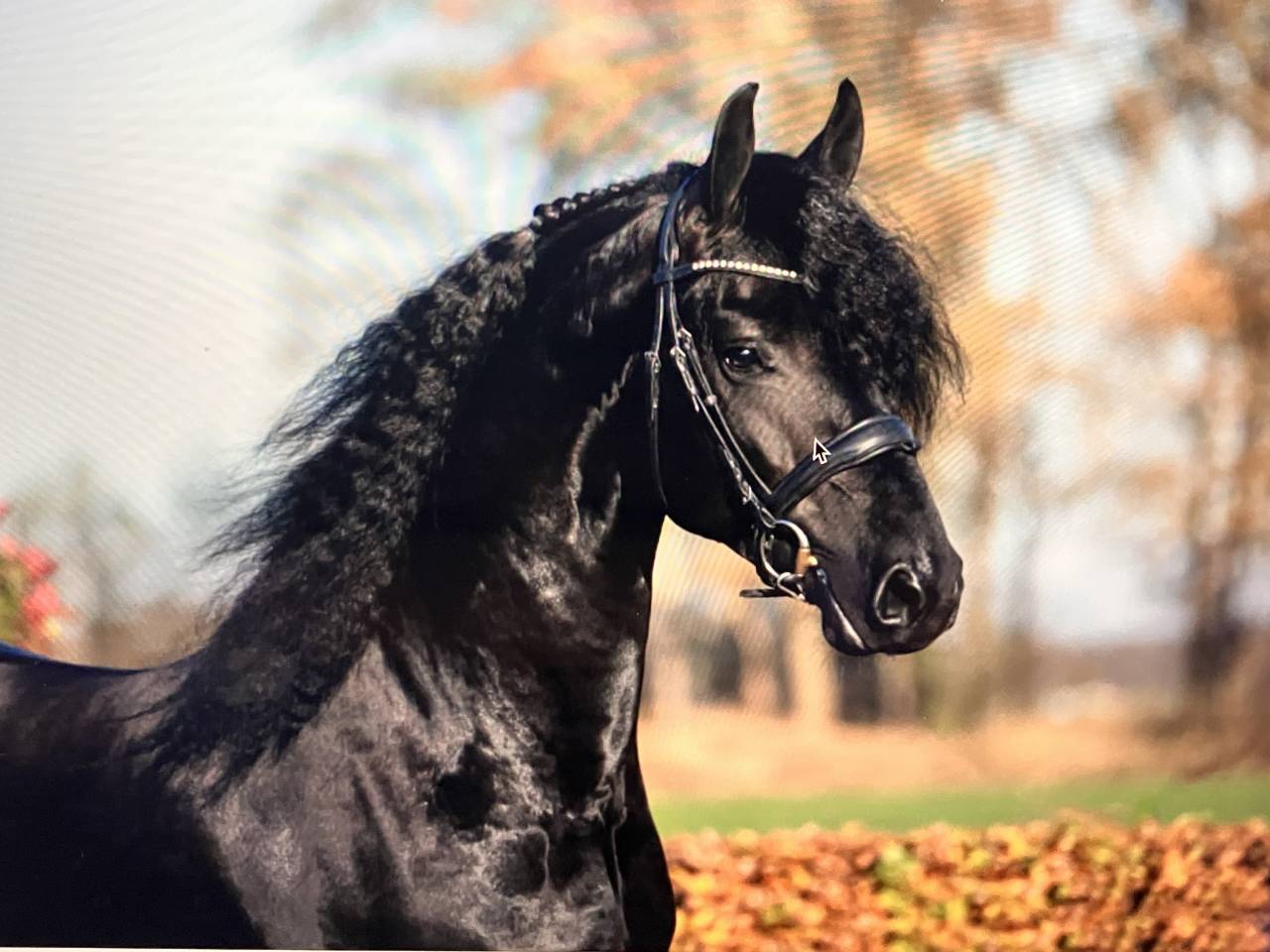 Potro Fris&oacute;n En venta 2026 Negro por Menso 542