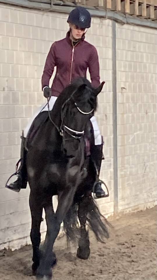 Potro Fris&oacute;n En venta 2026 Negro por Menso 542