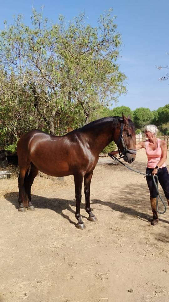 Caballo castrado PRE Pura Raza Espa&ntilde;ola En venta 2022 Bayo moreno por Fandango CLXVI
