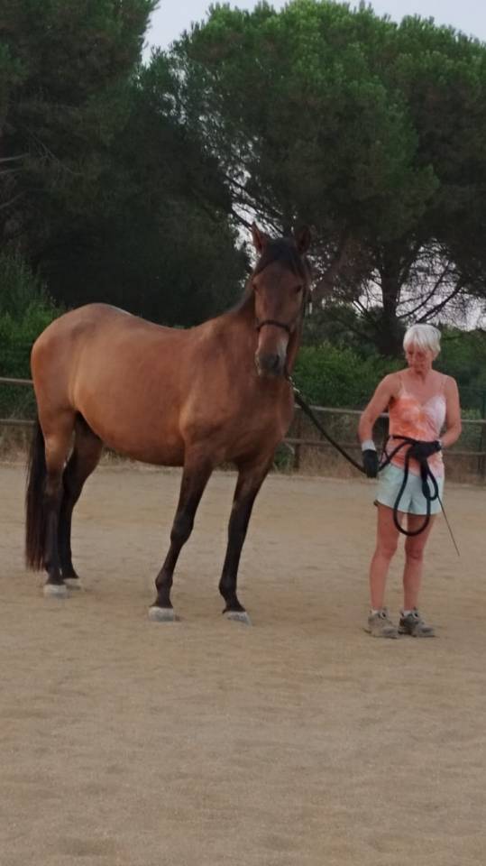 Caballo castrado PRE Pura Raza Espa&ntilde;ola En venta 2022 Bayo moreno por Fandango CLXVI