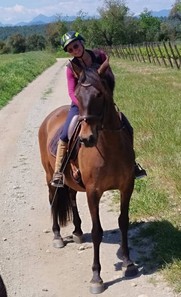 Caballo castrado PRE Pura Raza Espa&ntilde;ola En venta 2022 Bayo moreno por Fandango CLXVI
