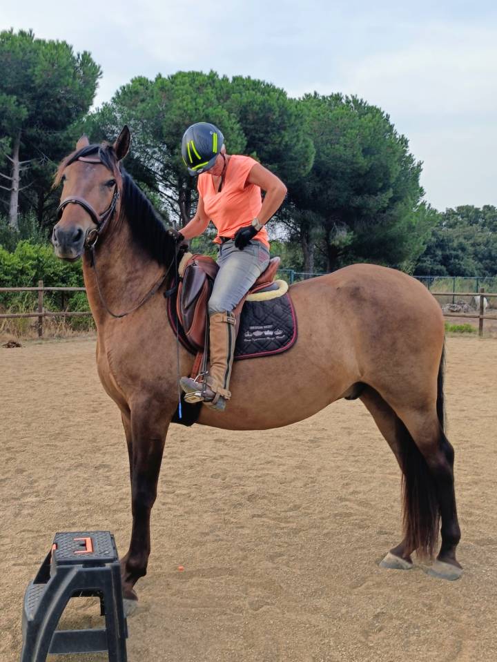 Caballo castrado PRE Pura Raza Espa&ntilde;ola En venta 2022 Bayo moreno por Fandango CLXVI