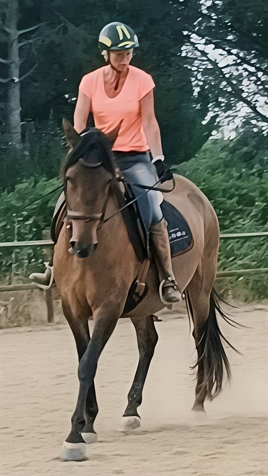 Caballo castrado PRE Pura Raza Espa&ntilde;ola En venta 2022 Bayo moreno por Fandango CLXVI