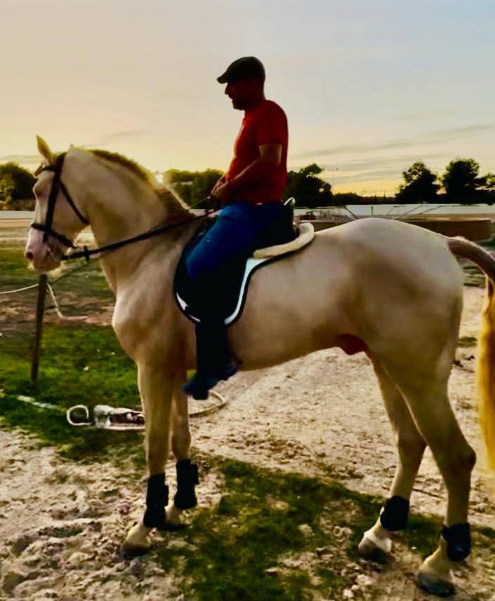 Espectacular Lusitano Cremello en Predoma &ndash; 1,65 m a la