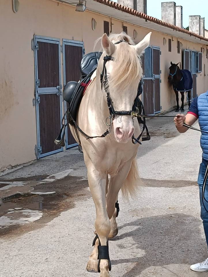 Espectacular Lusitano Cremello en Predoma &ndash; 1,65 m a la