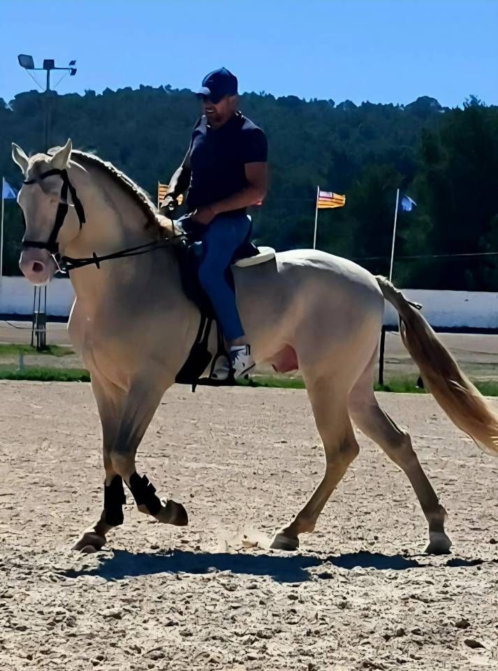 Espectacular Lusitano Cremello en Predoma &ndash; 1,65 m a la