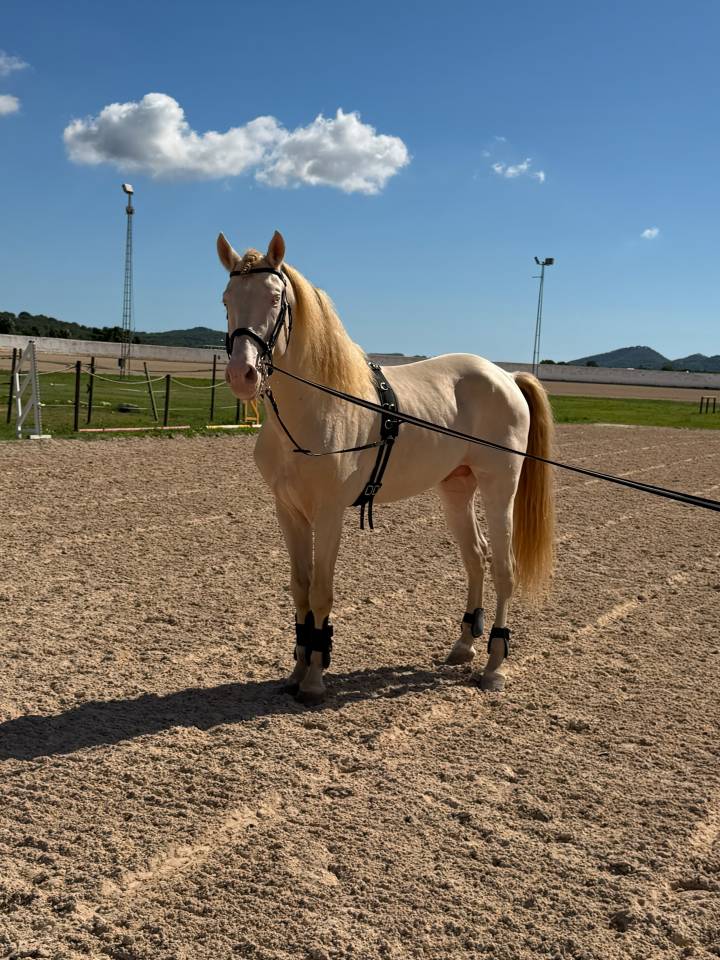Espectacular Lusitano Cremello en Predoma &ndash; 1,65 m a la
