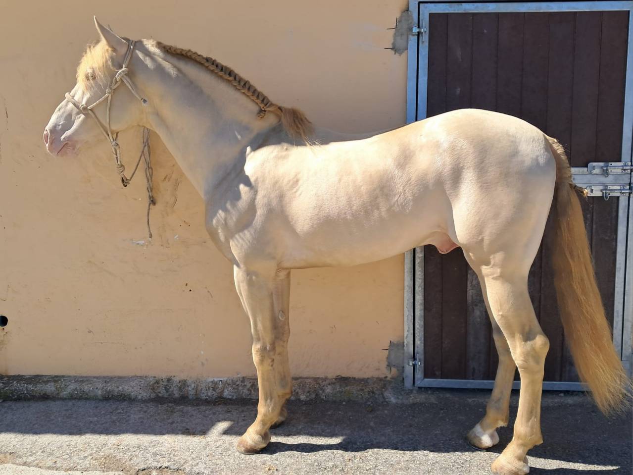 Espectacular Lusitano Cremello en Predoma &ndash; 1,65 m a la