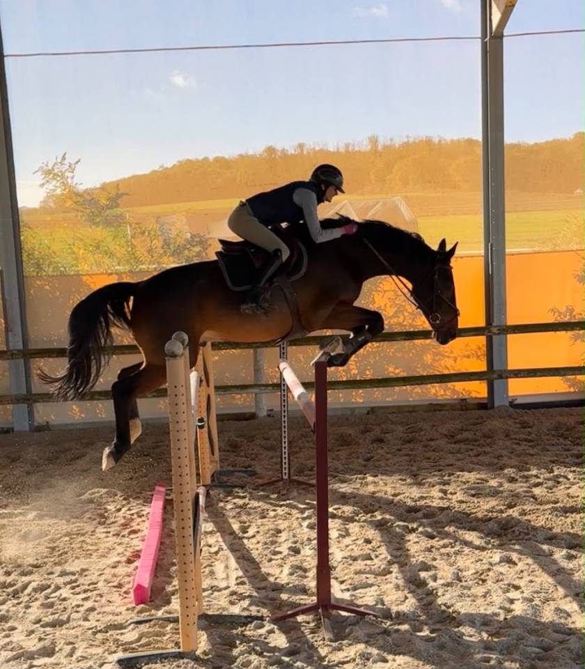 Caballo castrado sBs Caballo de Deporte Belga En venta 2018 Bayo por TOULON