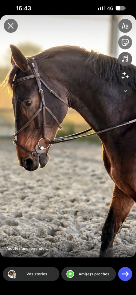 Caballo castrado sBs Caballo de Deporte Belga En venta 2018 Bayo por TOULON