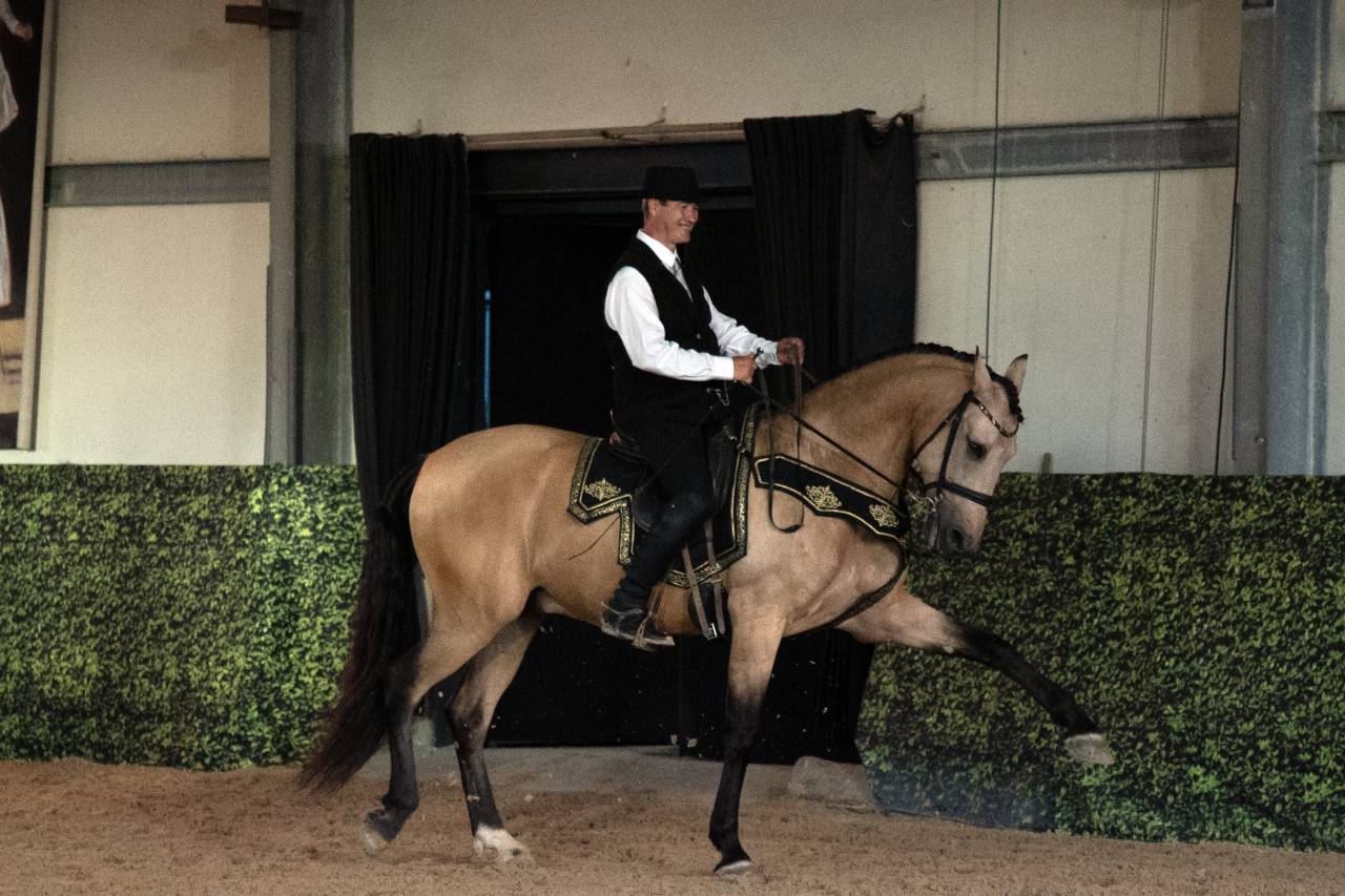 Caballo castrado Lusitano En venta 2017 Isabelo por HABLADOR