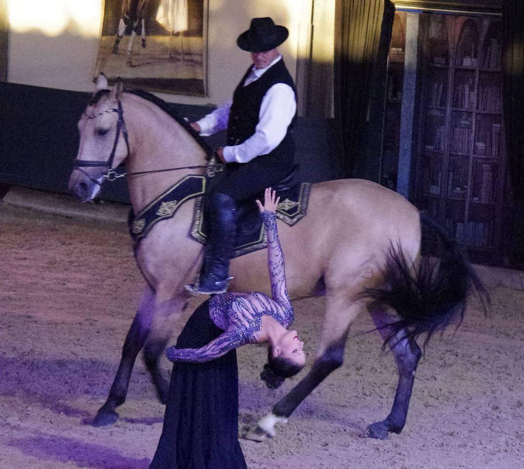 Caballo castrado Lusitano En venta 2017 Isabelo por HABLADOR