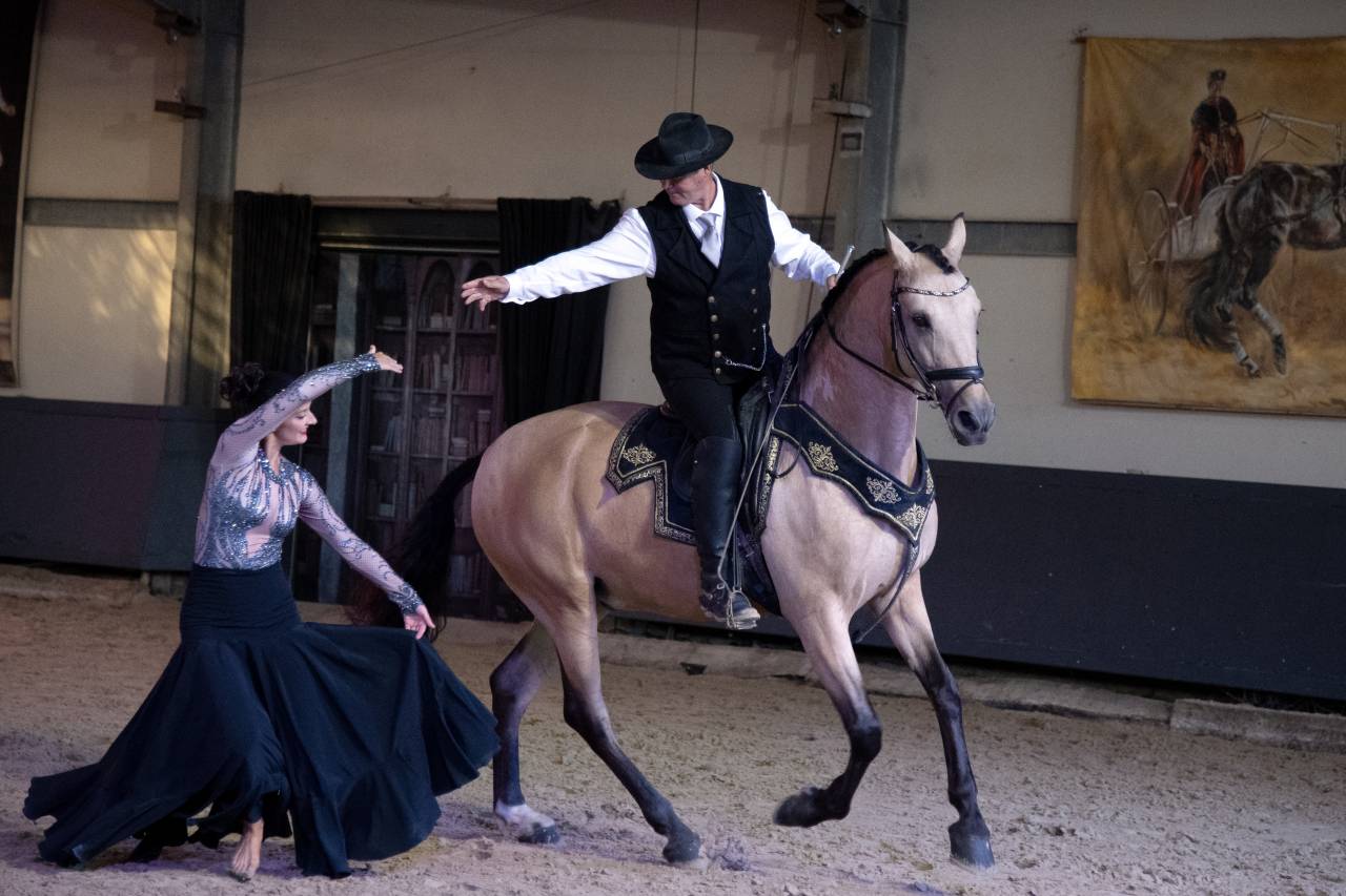 Caballo castrado Lusitano En venta 2017 Isabelo por HABLADOR