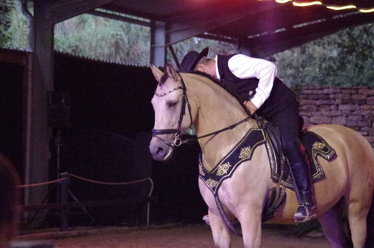 Caballo castrado Lusitano En venta 2017 Isabelo por HABLADOR