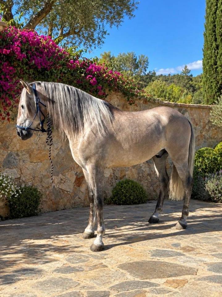 PRE 2021 Bombproof