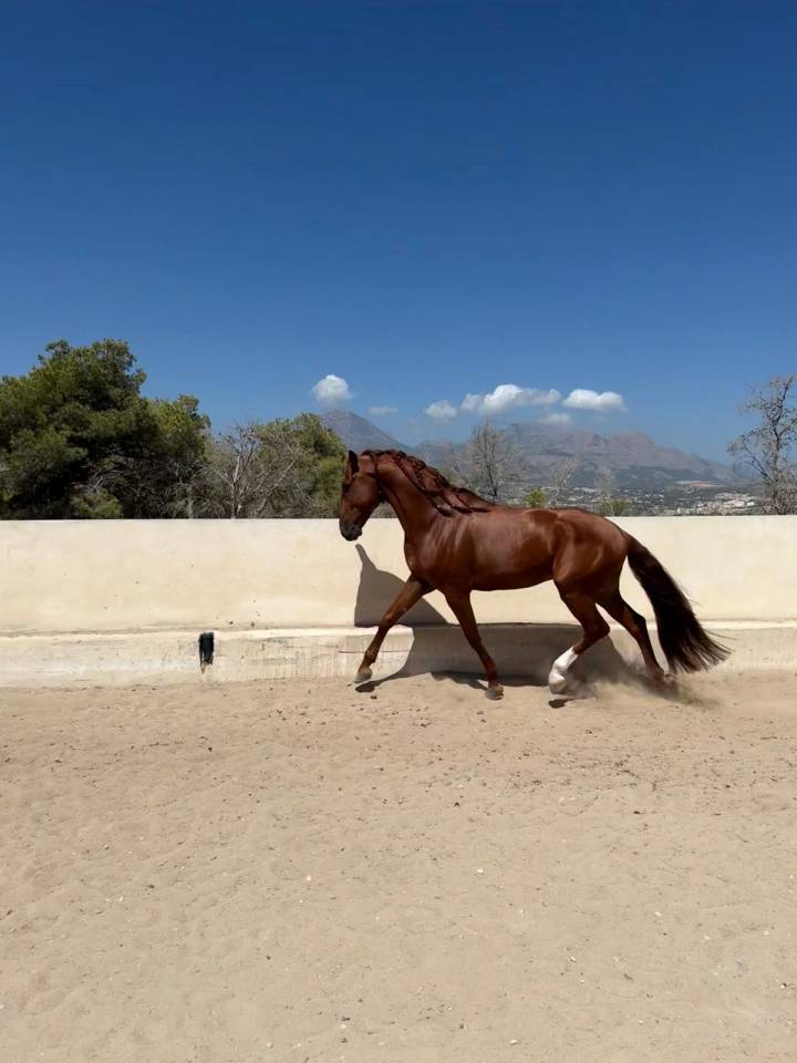Lusitano 2021