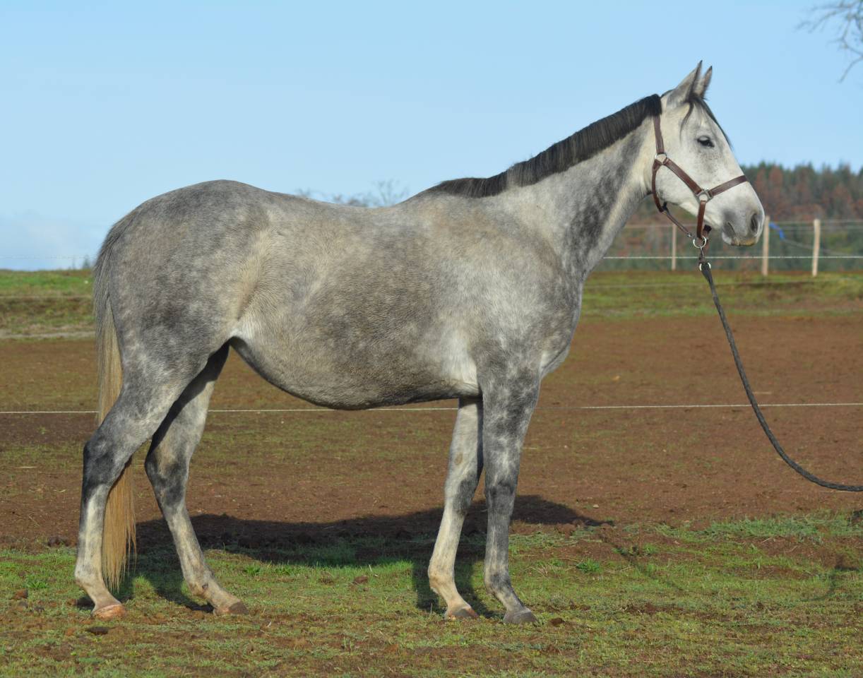 Yegua Pura Sangre En venta 2021 Bayo moreno