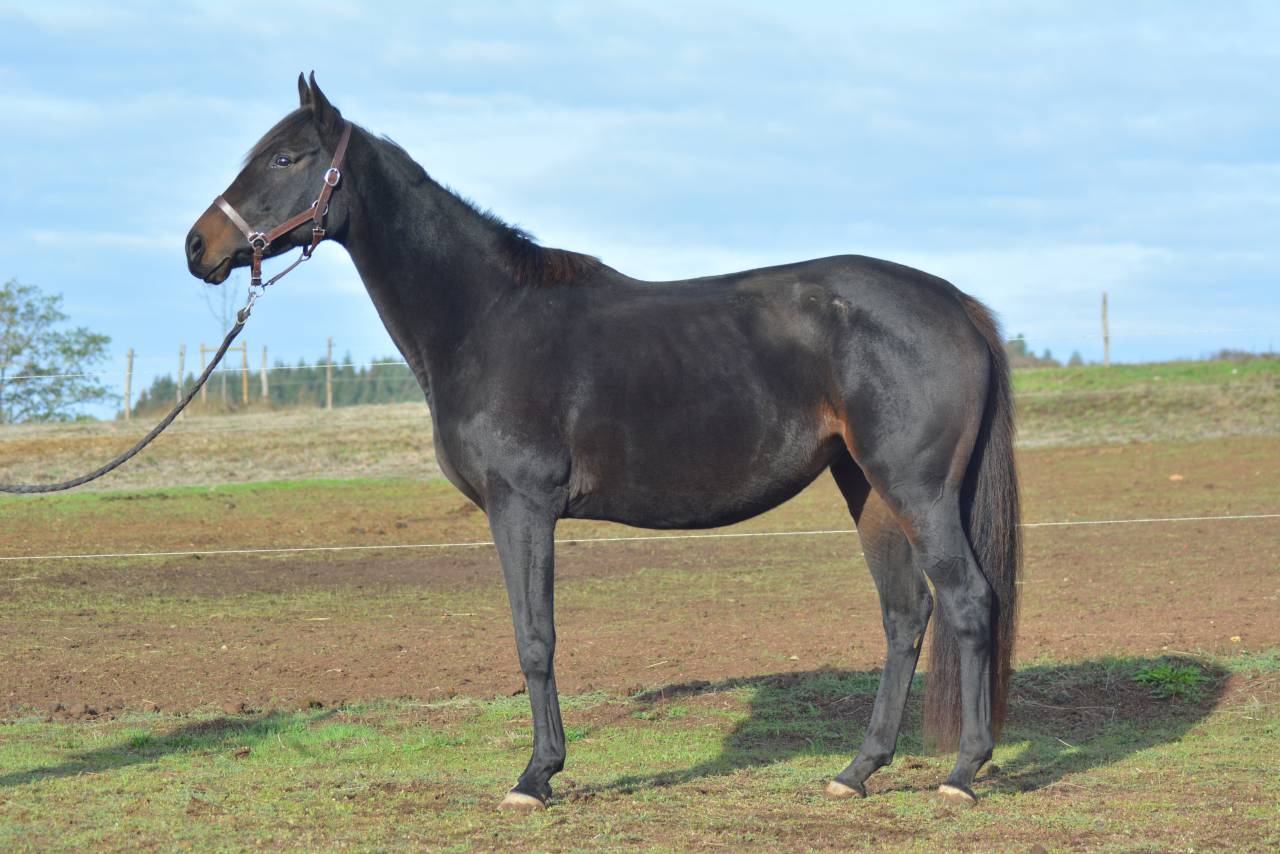 Yegua Pura Sangre En venta 2021 Bayo moreno