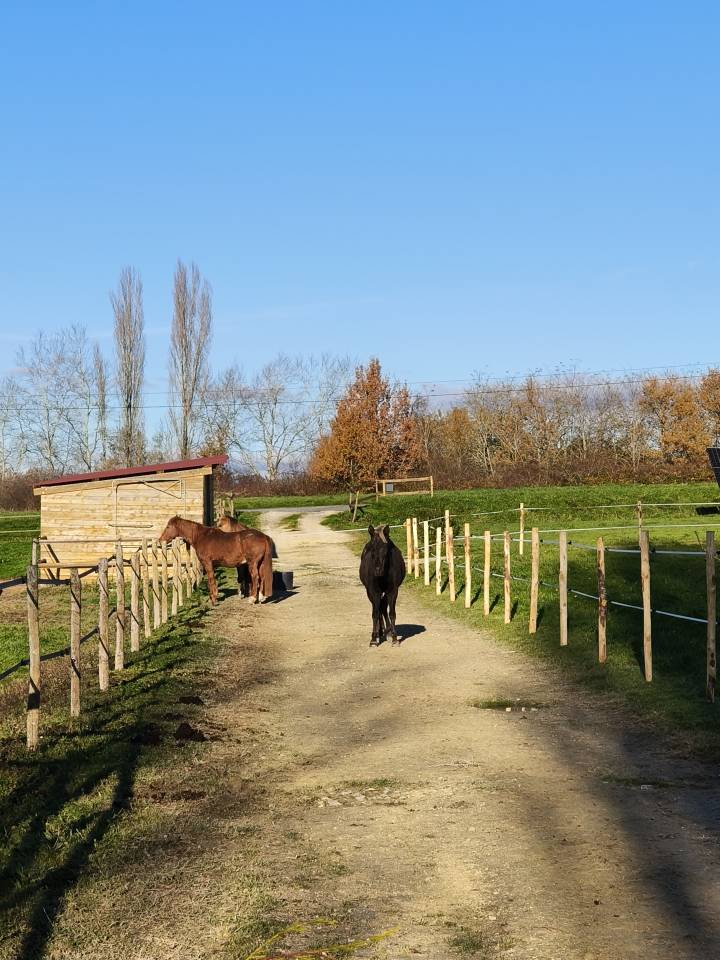 Propiedad ecuestre En venta Dordo&ntilde;a